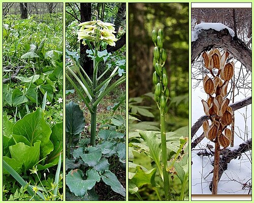 Cardiocrinum cordatum: Cardiocrinum cordatum