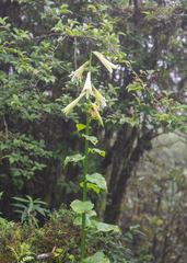 Cardiocrinum giganteum (Cardiocrinum giganteum)