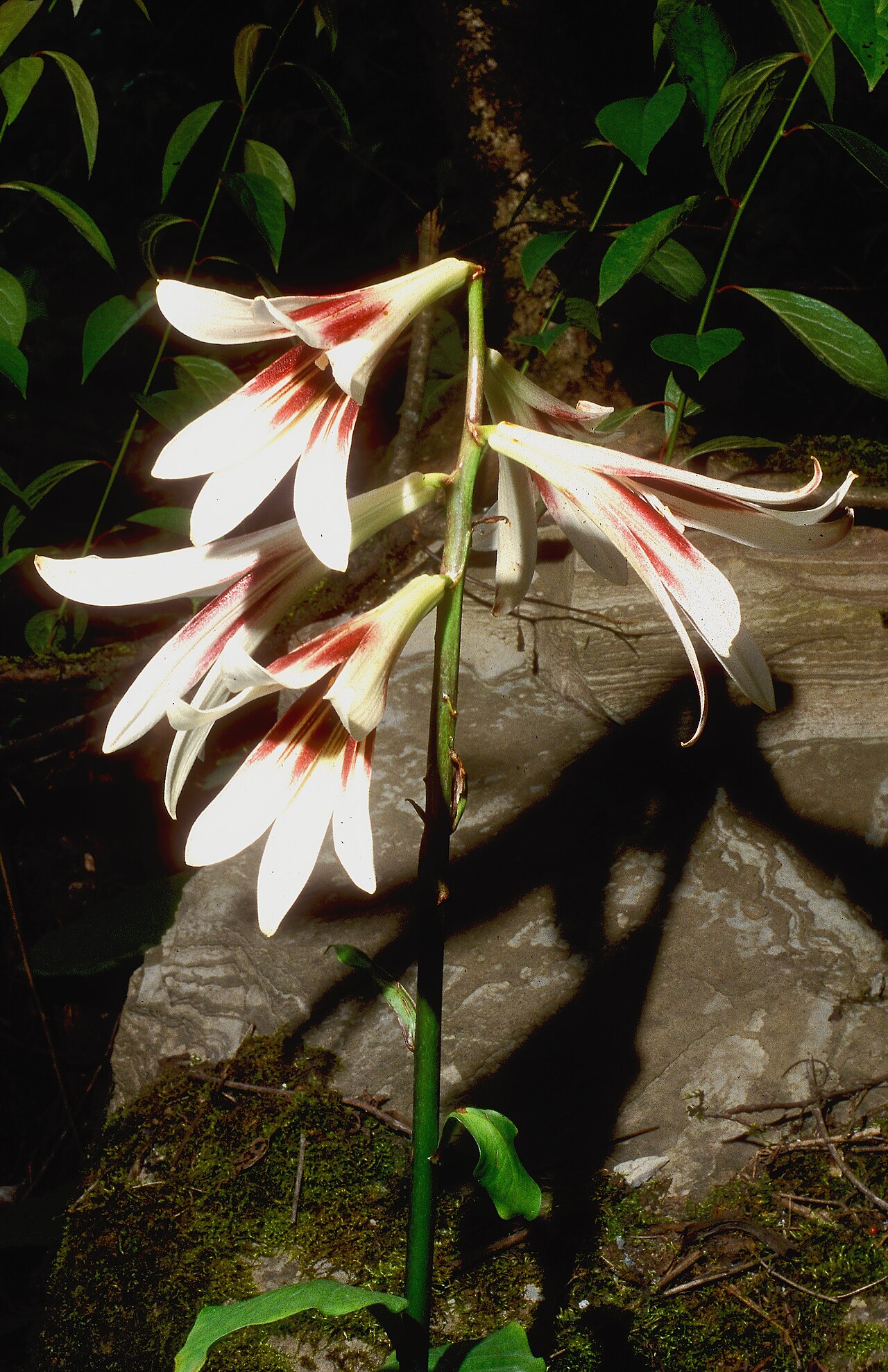 Cardiocrinum giganteum: Cardiocrinum giganteum in habitat, Danyun canyon, Sichuan, China