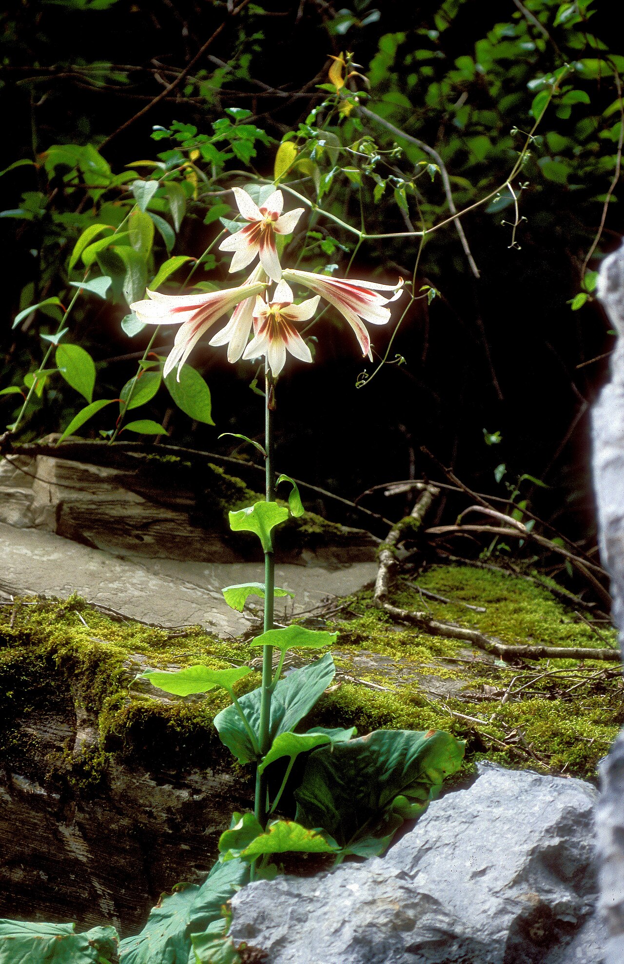 Cardiocrinum giganteum: Cardiocrinum giganteum in habitat, Danyun canyon, Sichuan, China