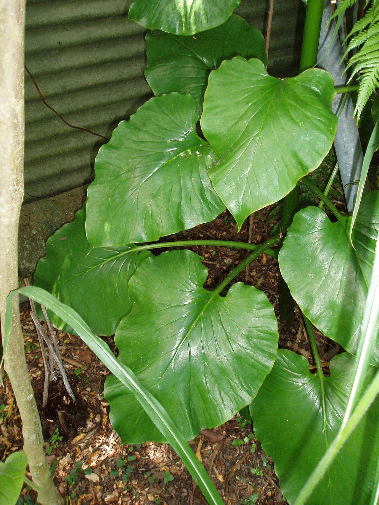 Cardiocrinum giganteum (Cardiocrinum giganteum)