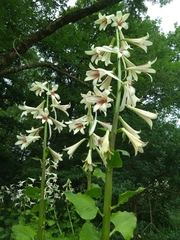 Cardiocrinum giganteum (Cardiocrinum giganteum)