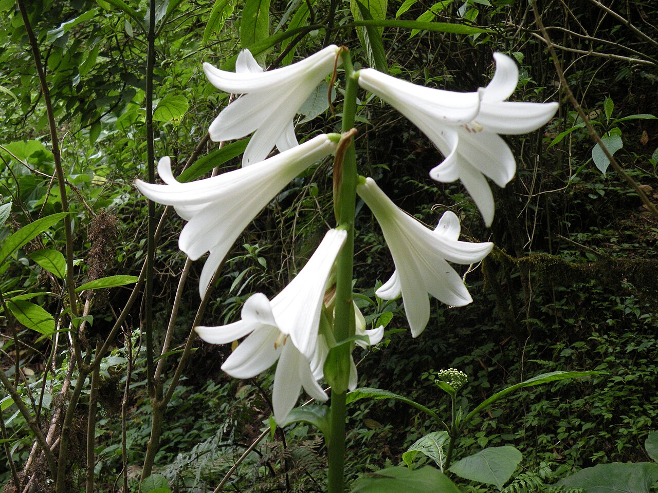 Cardiocrinum giganteum: Cardiocrinum giganteum a lily near Dorchula