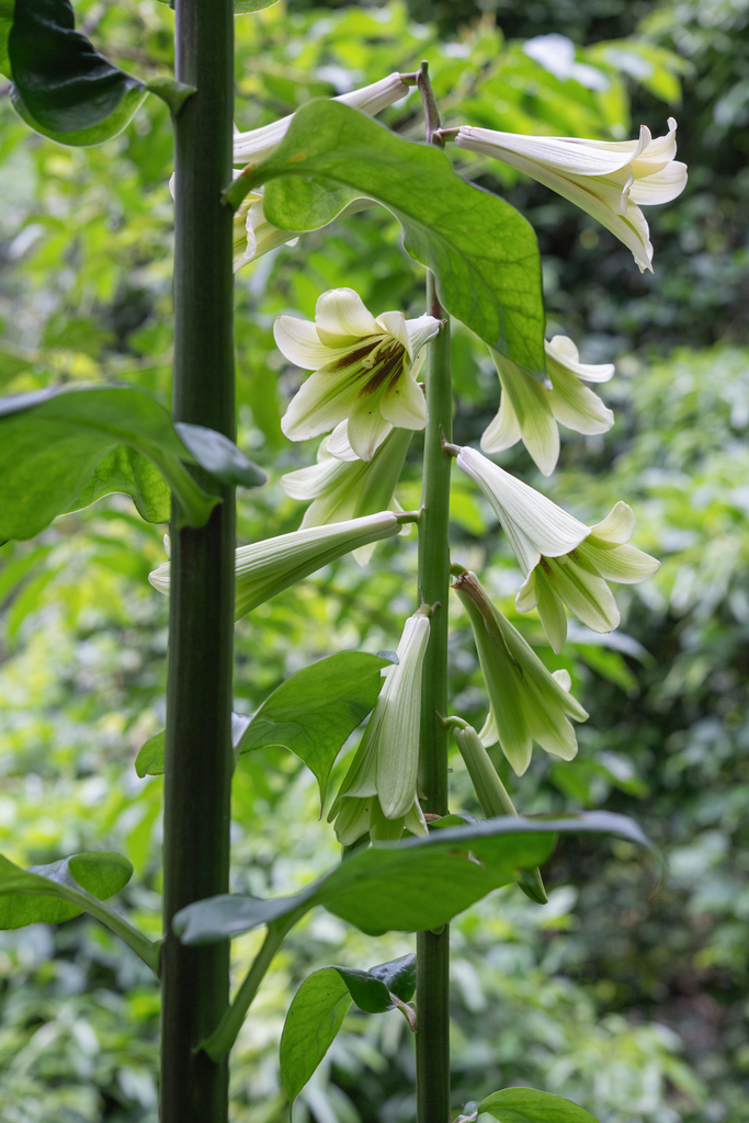 Cardiocrinum giganteum (Cardiocrinum giganteum)