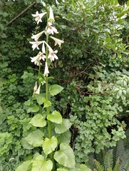 Cardiocrinum giganteum (Cardiocrinum giganteum)