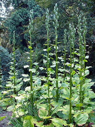 Cardiocrinum giganteum: Plant "Cardiocrinum Giganteum" known as "Giant Himalayan Lily".