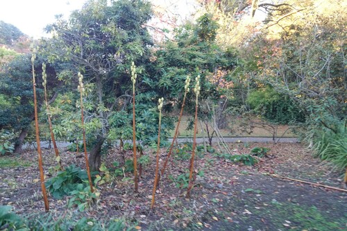 Cardiocrinum giganteum (Cardiocrinum giganteum)