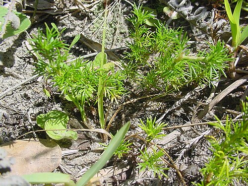 Sandcarpet: Cardionema ramosissimum