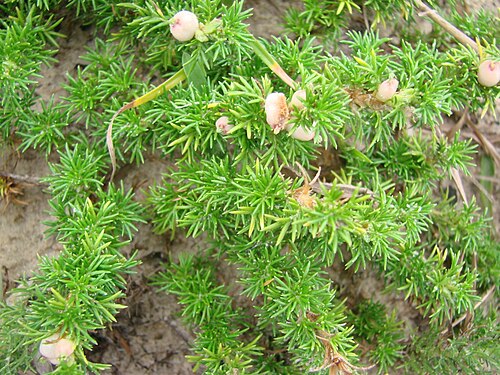 Sandcarpet: Cardionema ramosissimum