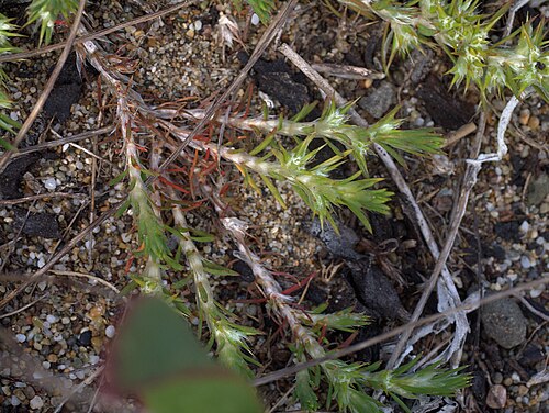 Sandcarpet: Cardionema ramosissimum—sandcarpet.