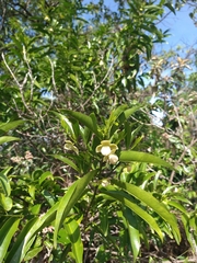 Cardiopetalum calophyllum (Cardiopetalum calophyllum)