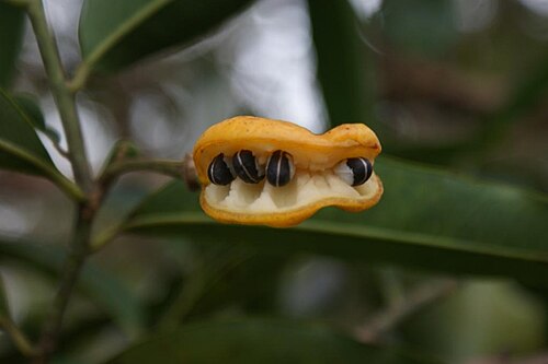 Cardiopetalum calophyllum: Cardiopetalum calophyllum - ANNONACEAE Parque Estadual da Serra dos Pirineus - Pirenópolis - Goiás - Brasil.