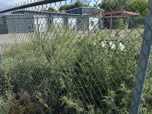 Spiny plumeless thistle (Carduus acanthoides)