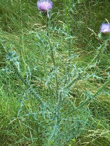 Spiny plumeless thistle (Carduus acanthoides)
