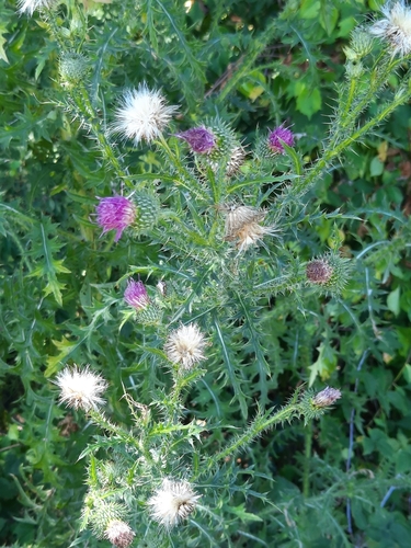 Spiny plumeless thistle (Carduus acanthoides)