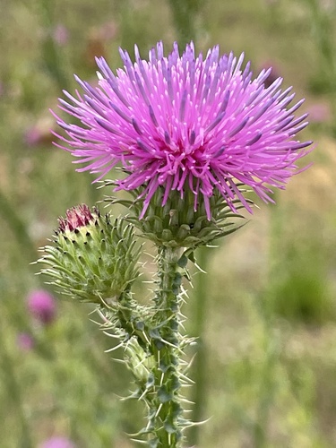 Spiny plumeless thistle (Carduus acanthoides)