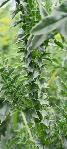 Spiny plumeless thistle (Carduus acanthoides)