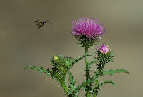 Spiny plumeless thistle (Carduus acanthoides)
