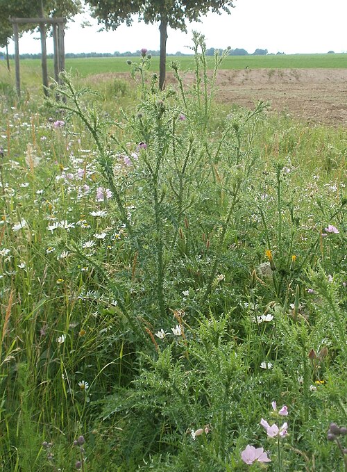 Spiny plumeless thistle: Weg-Distel ( Carduus acanthoides ) an der Elisabethenstraße