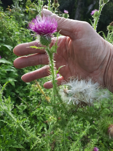 Spiny plumeless thistle (Carduus acanthoides)