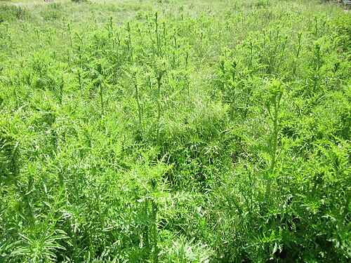 Spiny plumeless thistle: Weg-Distel ( Carduus acanthoides ) bei Neulußheim