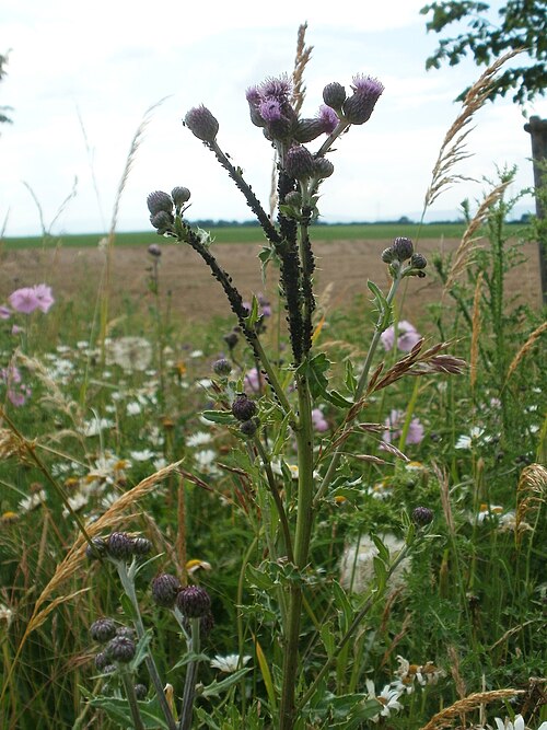 Spiny plumeless thistle: Weg-Distel ( Carduus acanthoides ) an der Elisabethenstraße bei Wiesbaden