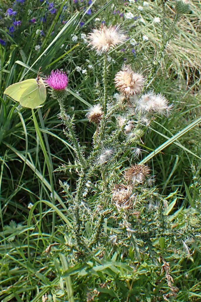 Spiny plumeless thistle (Carduus acanthoides)