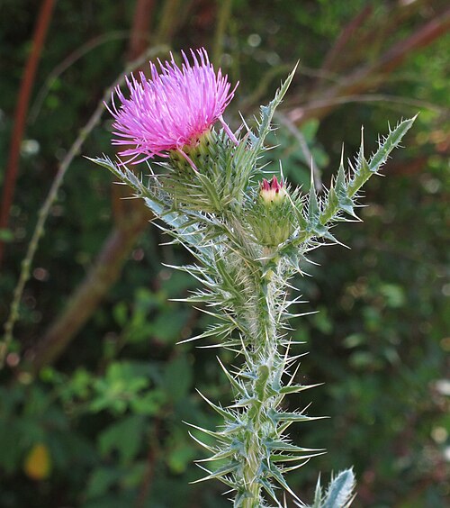 Spiny plumeless thistle: Spiny plumeless thistle ( Carduus acanthoides ), Langen (Hessen) , near Hegweg a short distance before the tunnel crossing A661 freeway, Germany