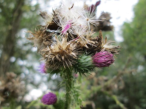 Curly plumeless thistle: Krause Ringdistel oder Krause Distel ( Carduus crispus ) an der Saaraue Güdingen