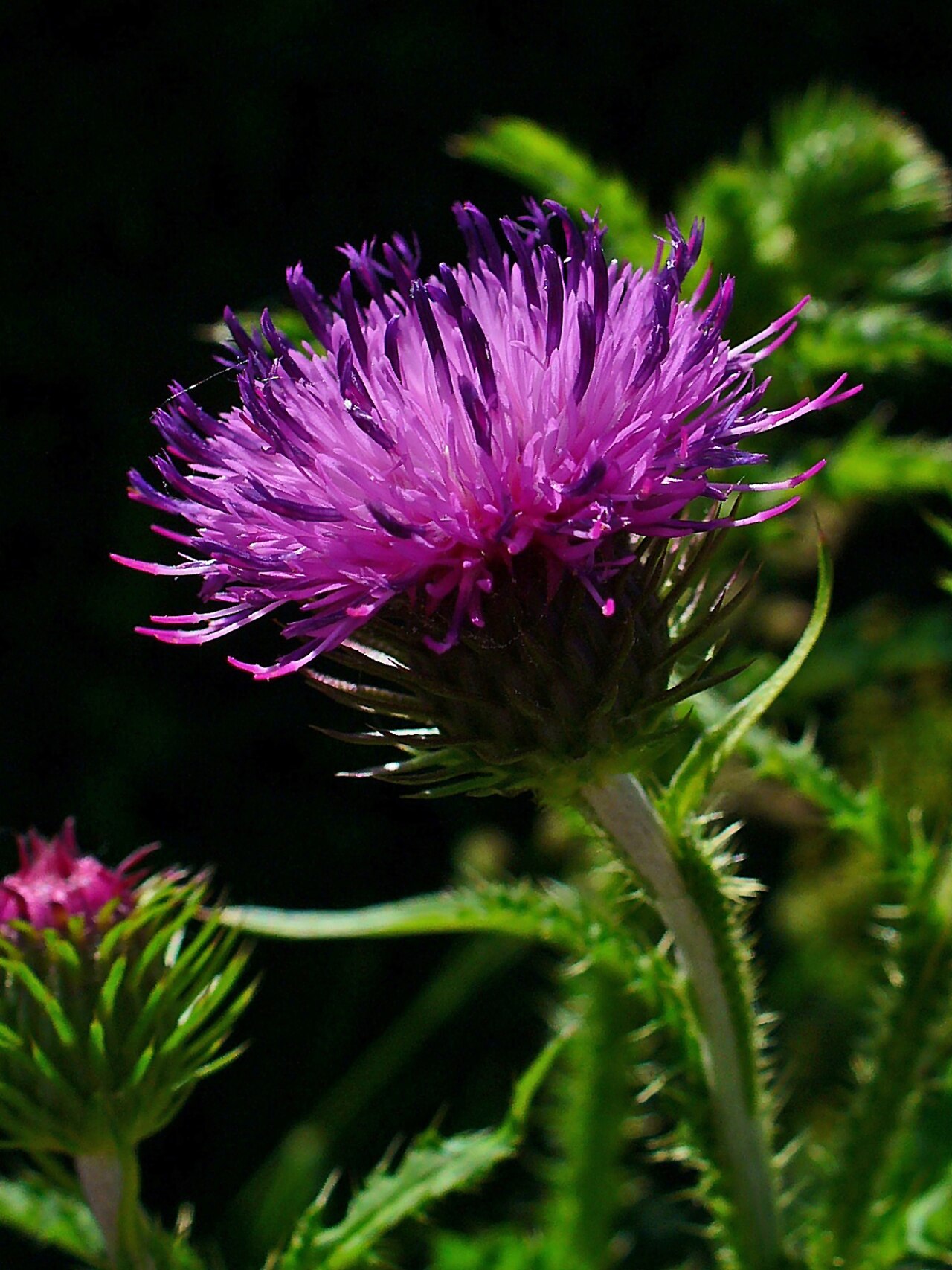 Curly plumeless thistle: Carduus crispus , Asteraceae, Welted Thistle, inflorescence; Karlsruhe, Germany.