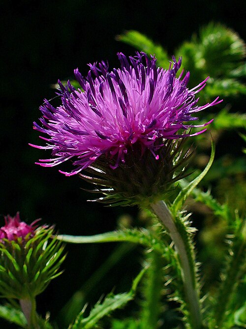 Curly plumeless thistle: Carduus crispus , Asteraceae, Welted Thistle, inflorescence; Karlsruhe, Germany.