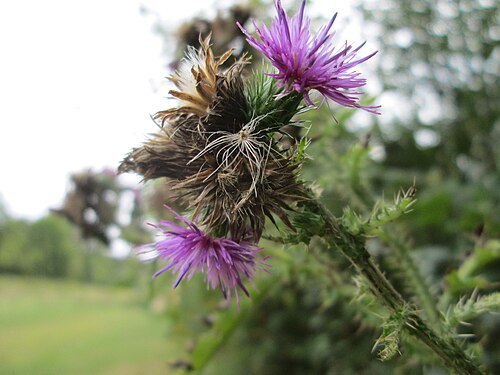 Curly plumeless thistle: Krause Ringdistel oder Krause Distel (Carduus crispus) an der Saaraue Güdingen