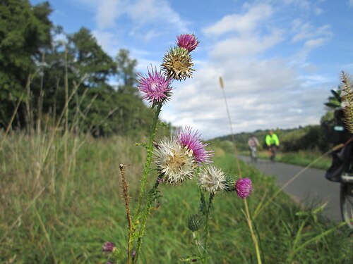 Curly plumeless thistle: Krause Ringdistel oder Krause Distel ( Carduus crispus ) an der Saaraue Grosbliederstroff