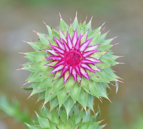 Nodding plumeless thistle (Carduus nutans)