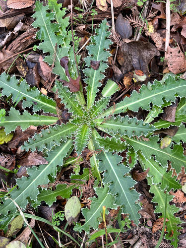 Nodding plumeless thistle (Carduus nutans)
