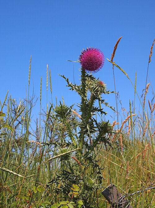 Nodding plumeless thistle: This is a photo or sound file made in Schiermonnikoog National Park in the Netherlands, with the main subject of the file in the category: flora