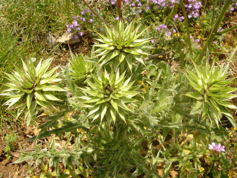 Nodding plumeless thistle: Carduus nutans