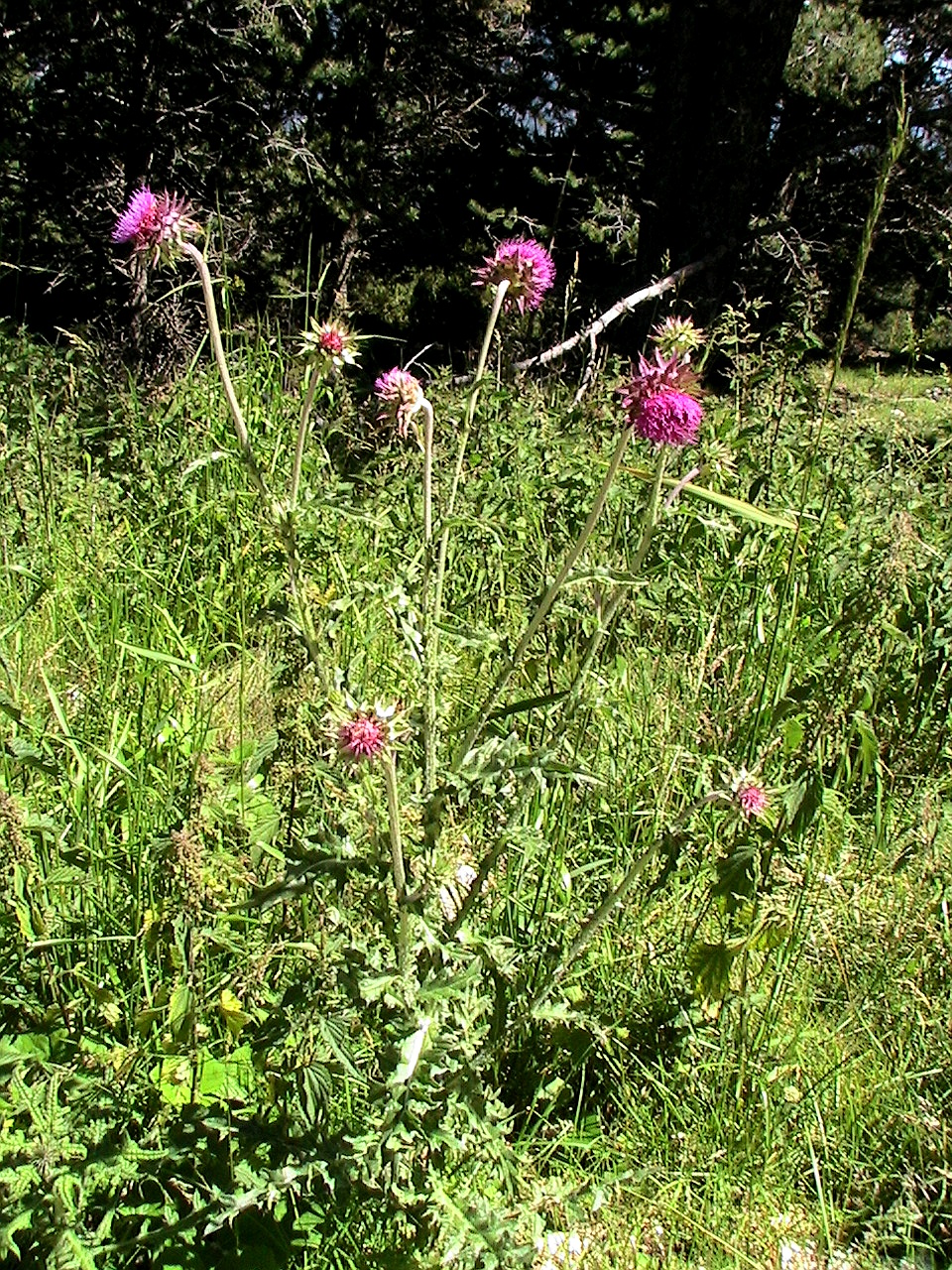 Nodding plumeless thistle: Carduus nutans . In la Bòfia, la Coma i la Pedra (Solsonès - Catalunya). To 1.830 m. altitude