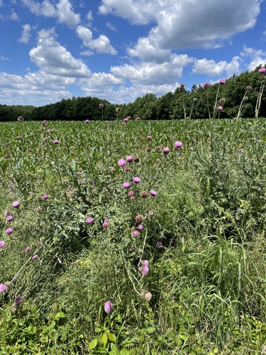 Nodding plumeless thistle (Carduus nutans)