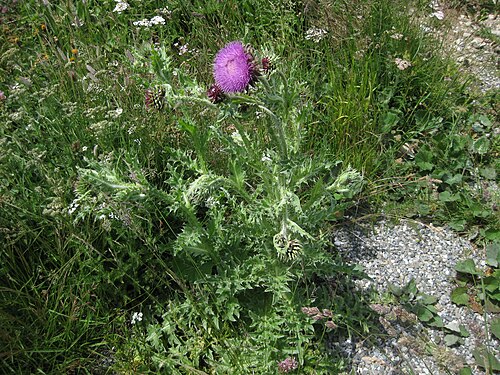 Nodding plumeless thistle: Carduus nutans