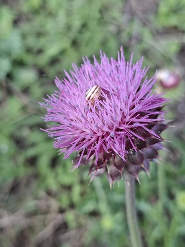 Nodding plumeless thistle (Carduus nutans)