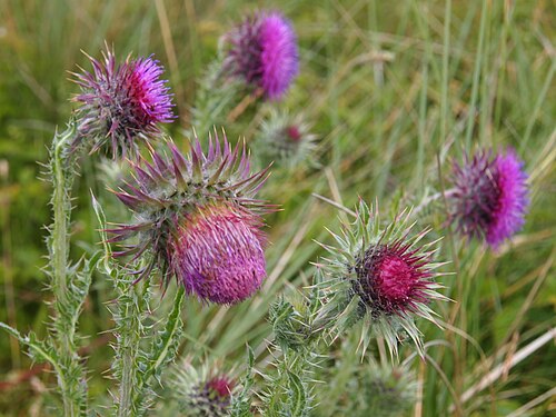 Nodding plumeless thistle: This is a photo or sound file made in Schiermonnikoog National Park in the Netherlands, with the main subject of the file in the category: flora