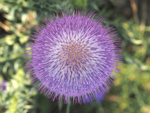 Nodding plumeless thistle (Carduus nutans)