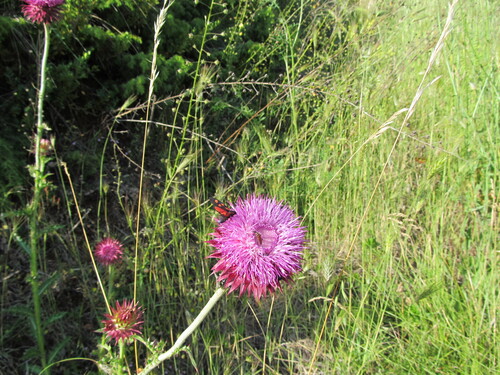 Nodding plumeless thistle