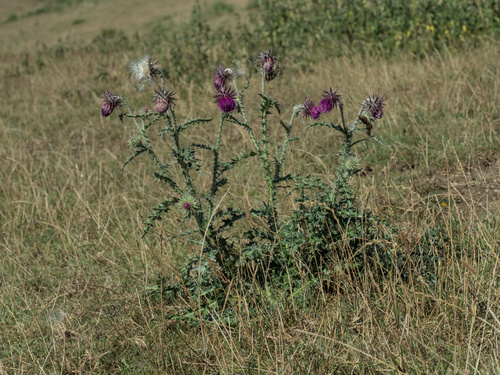 Nodding plumeless thistle (Carduus nutans)