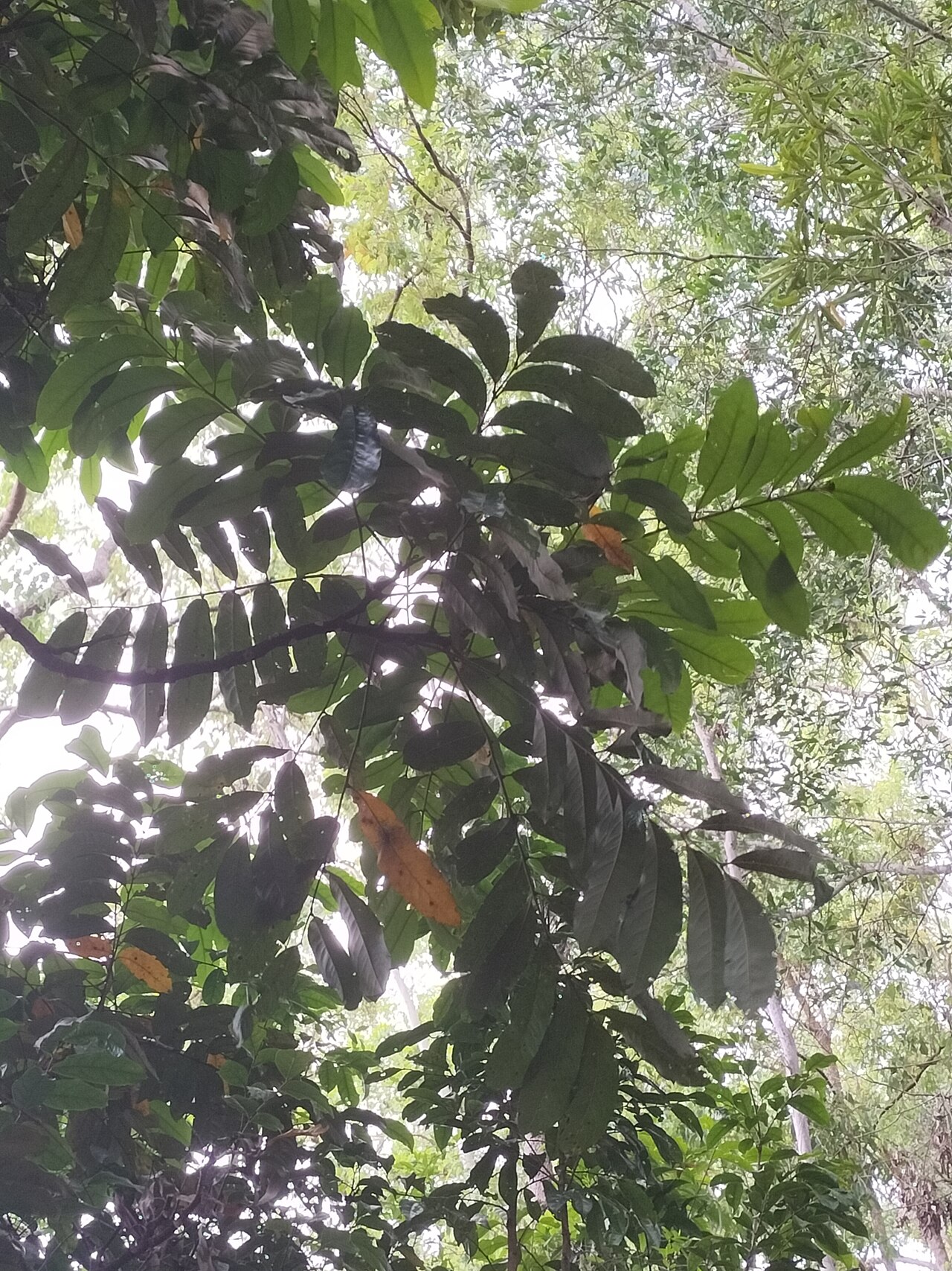 Northern silky oak: Foliage of the northern silky oak