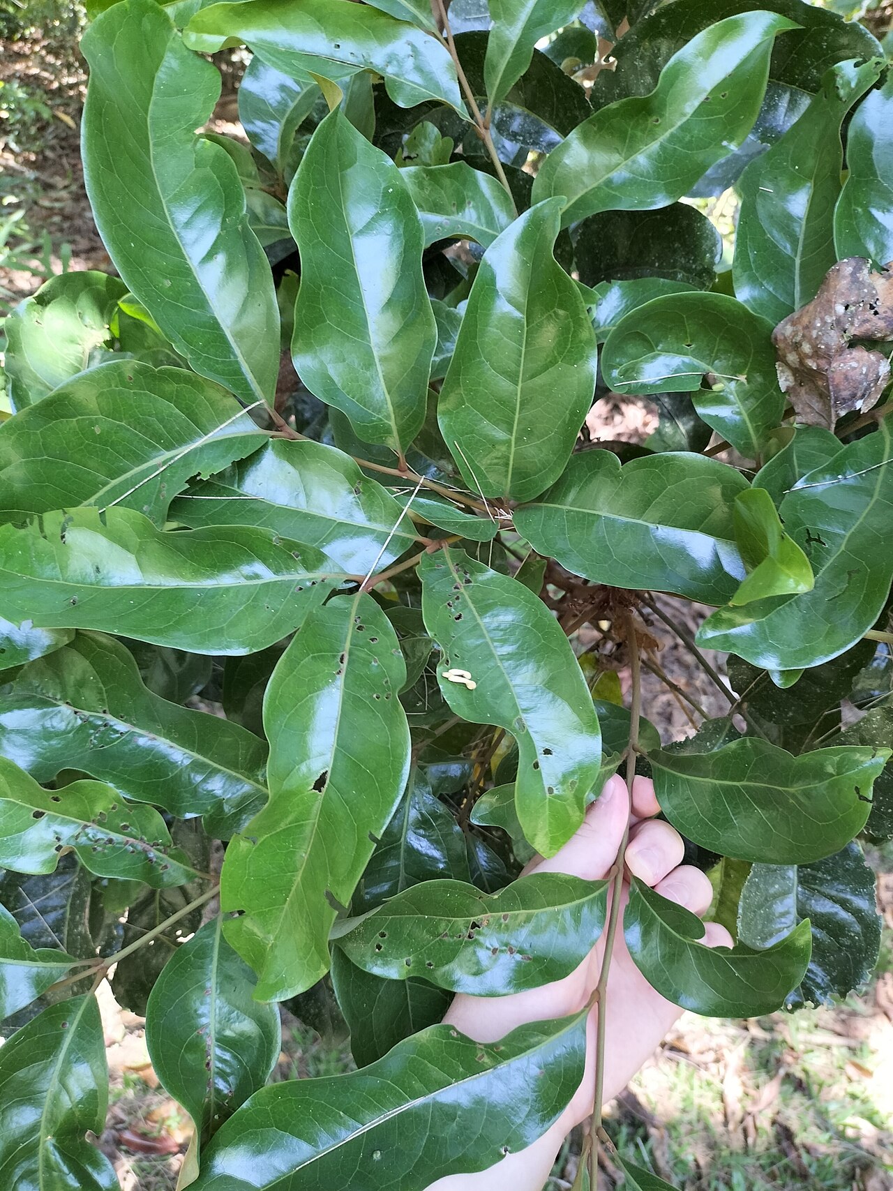 Northern silky oak: Foliage of the northern silky oak