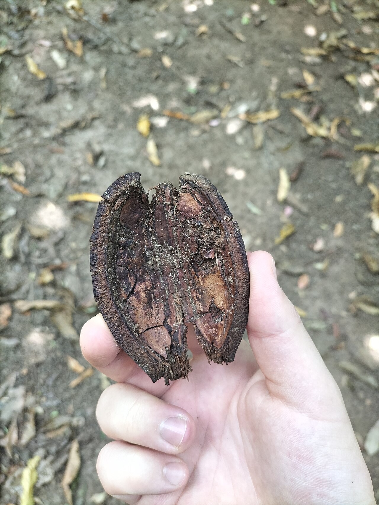 Northern silky oak: An empty fruit casing of the northern silky oak