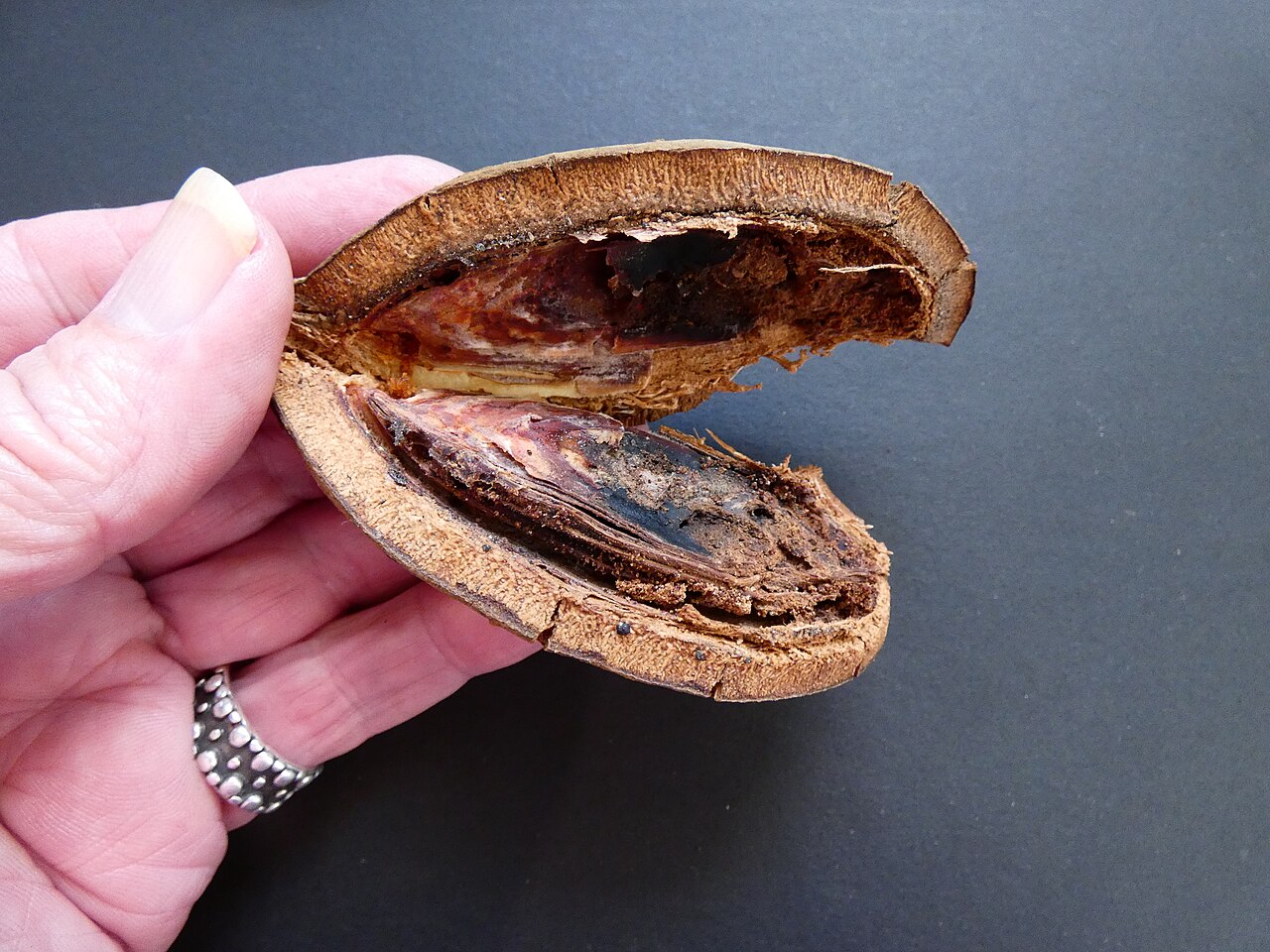 Northern silky oak: Cardwellia sublimis aborted fruit from the eastern edge of the Atherton Tableland, Queensland