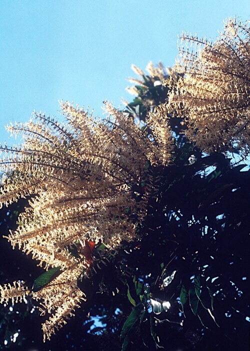 Northern silky oak: Cardwellia sublimis in flower